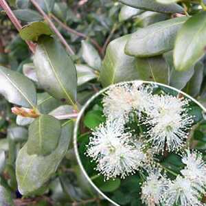 BLEPHAROCALYX cruckshanksii 'Heavent Scent'