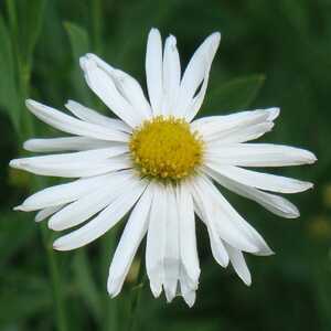 BOLTONIA asteroides var. latisquama 'Snowbank'