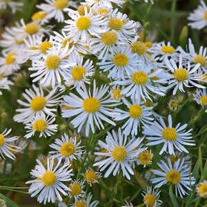 BOLTONIA asteroides var. latisquama