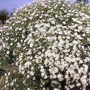 BOLTONIA asteroides