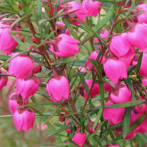 BORONIA heterophylla