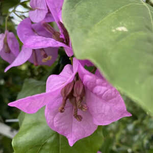 BOUGAINVILLEA 'Violet de Mèze'