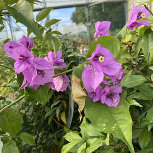 BOUGAINVILLEA 'Violet de Mèze'