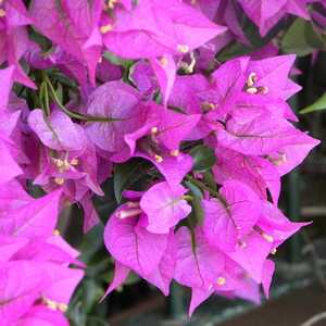 BOUGAINVILLEA 'Violet de Mèze'