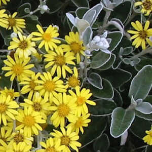 BRACHYGLOTTIS (=SENECIO) greyi