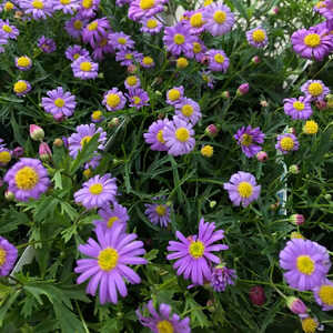 BRACHYSCOME multifida