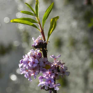 BUDDLEJA alternifolia