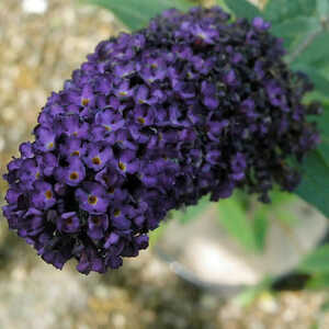 BUDDLEJA davidii 'Black Knight'