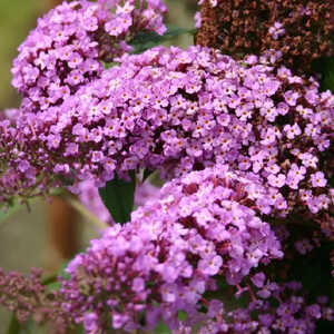 BUDDLEJA davidii 'Fascinating'