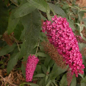 BUDDLEJA davidii 'Summer Beauty'