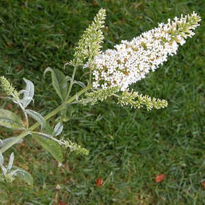 BUDDLEJA davidii 'White Ball'