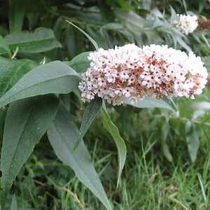 BUDDLEJA davidii 'White Profusion'