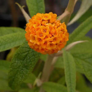 BUDDLEJA globosa