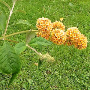 BUDDLEJA x weyeriana 'Sungold'