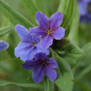 BUGLOSSOIDES purpurocaerulea