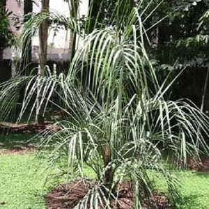 BUTIA capitata