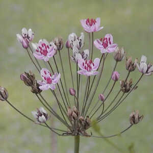 BUTOMUS umbellatus