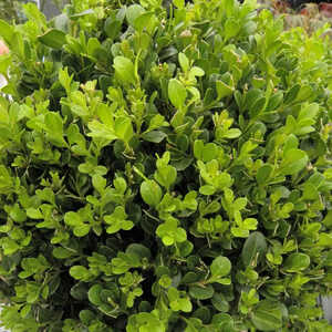 BUXUS microphylla 'Faulkner'