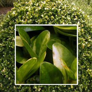 BUXUS sempervirens 'Aureovariegata'