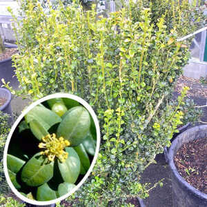 BUXUS sempervirens 'Handsworthiensis'