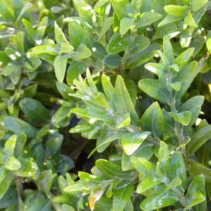 BUXUS sempervirens 'Microphylla'