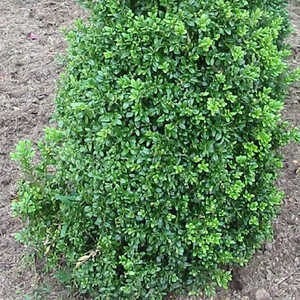 BUXUS sempervirens 'Pyramidalis'