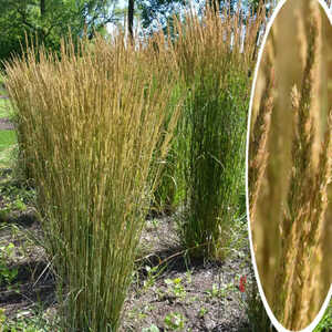 CALAMAGROSTIS x acutiflora 'Avalanche'
