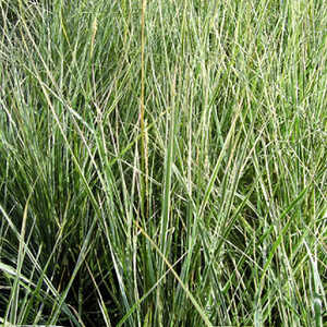 CALAMAGROSTIS x acutiflora 'Avalanche'