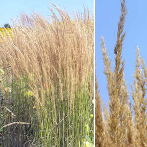 CALAMAGROSTIS x acutiflora 'Karl Foerster'