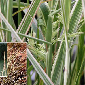 CALAMAGROSTIS x acutiflora 'Overdam'