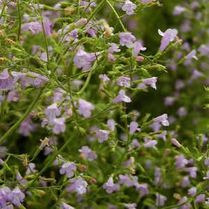 CALAMINTHA nepeta 'Blue Cloud'