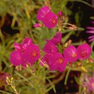 CALANDRINIA umbellata