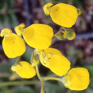 CALCEOLARIA biflora 'Goldcap'