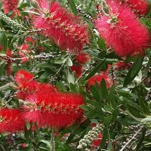 CALLISTEMON citrinus 'Splendens'