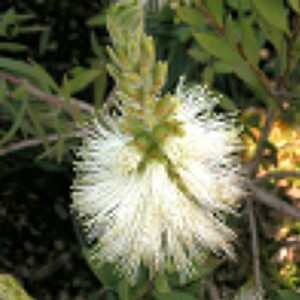 CALLISTEMON citrinus 'White Anzac'