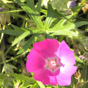 CALLIRHOE involucrata