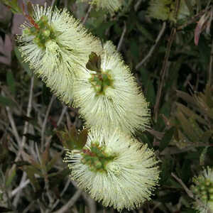 CALLISTEMON salignus