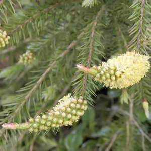 CALLISTEMON sieberi (=paludosus)