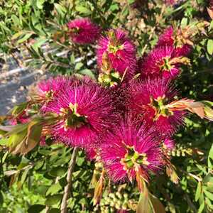 CALLISTEMON 'Violaceus'