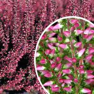CALLUNA vulgaris 'Alexandra'