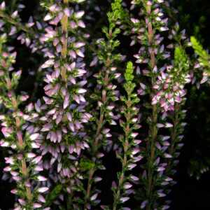 CALLUNA vulgaris 'Alicia'