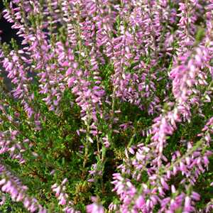 CALLUNA vulgaris 'Amethyst'