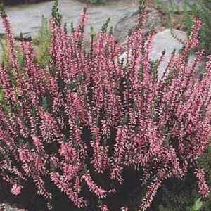 CALLUNA vulgaris 'Anette'