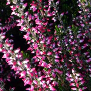 CALLUNA vulgaris 'Aphrodite'