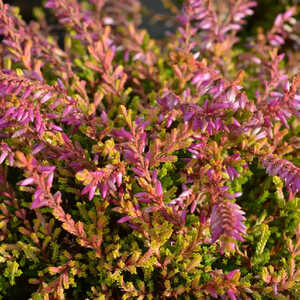 CALLUNA vulgaris 'Bonita'