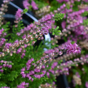 CALLUNA vulgaris 'Darkness'