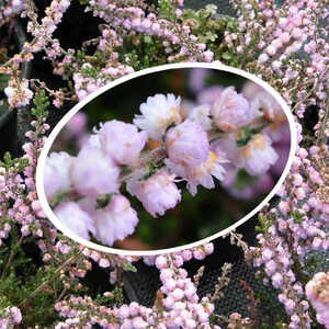 CALLUNA vulgaris 'Elsie Purnell'