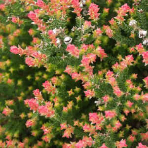 CALLUNA vulgaris 'Flamingo'