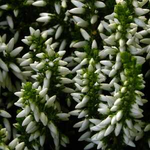 CALLUNA vulgaris 'Klaudine'