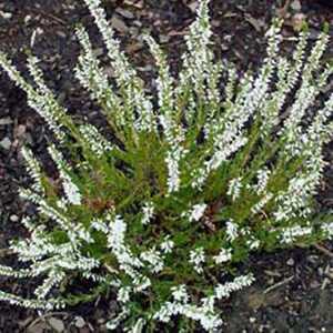 CALLUNA vulgaris 'Melanie'